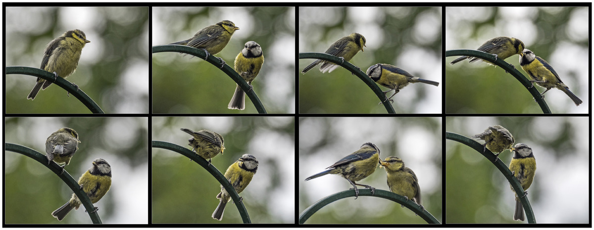 Blue Tit's Feeding Time